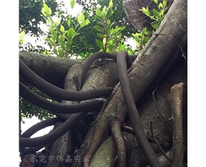 仿真樹(shù)藤線管,內(nèi)徑20MM